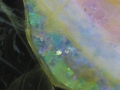 Dressed in Opal - Detail